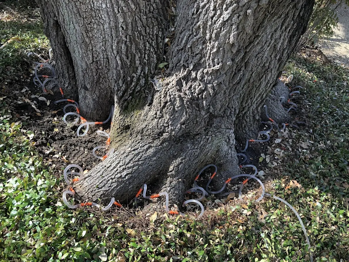 Detailed Tree Cabling and Bracing job site in Norwalk
